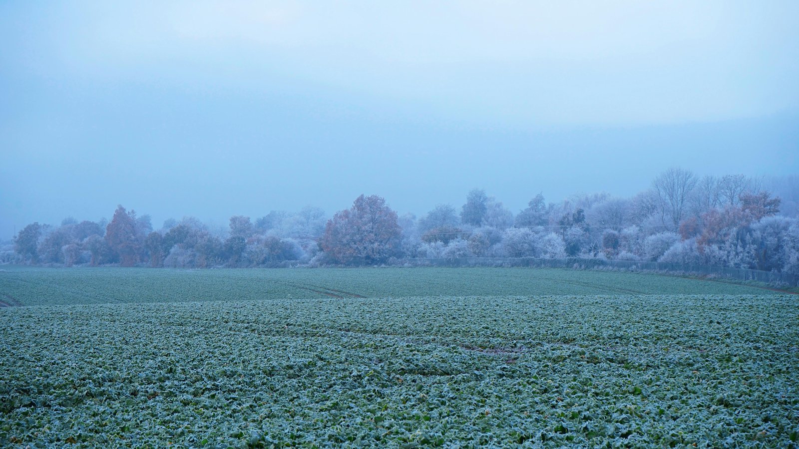 Frosty December field