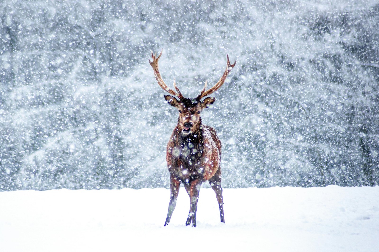 A stag in the snow