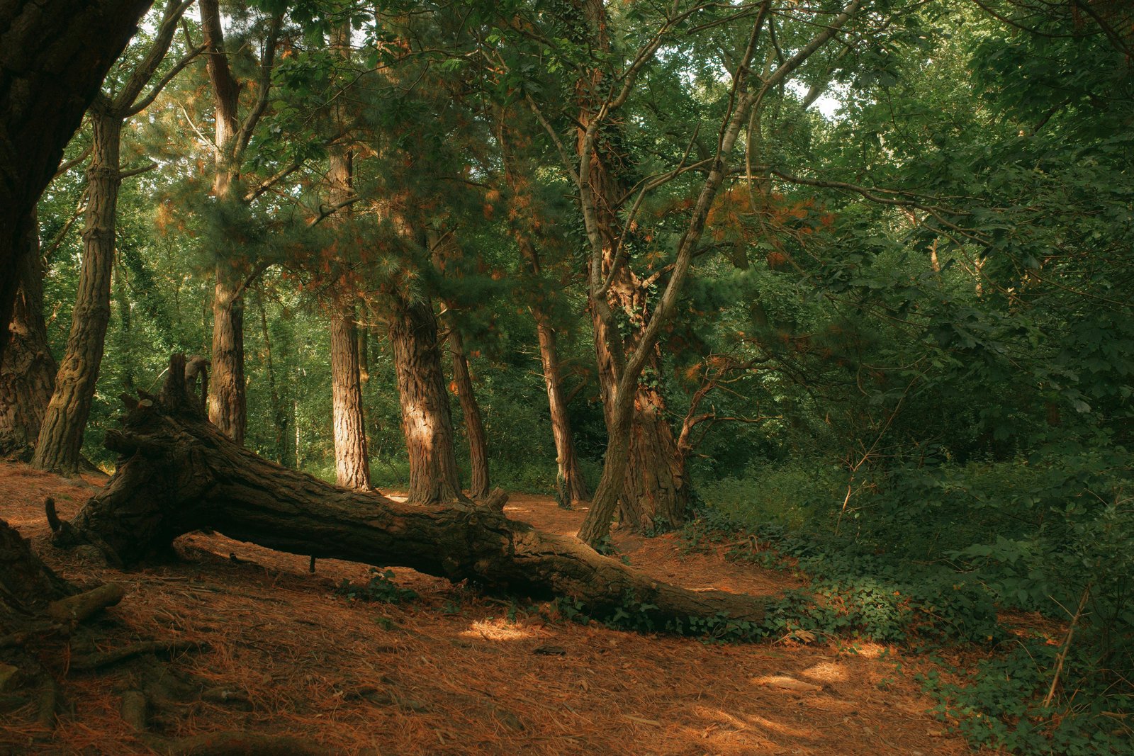 Winter woodland